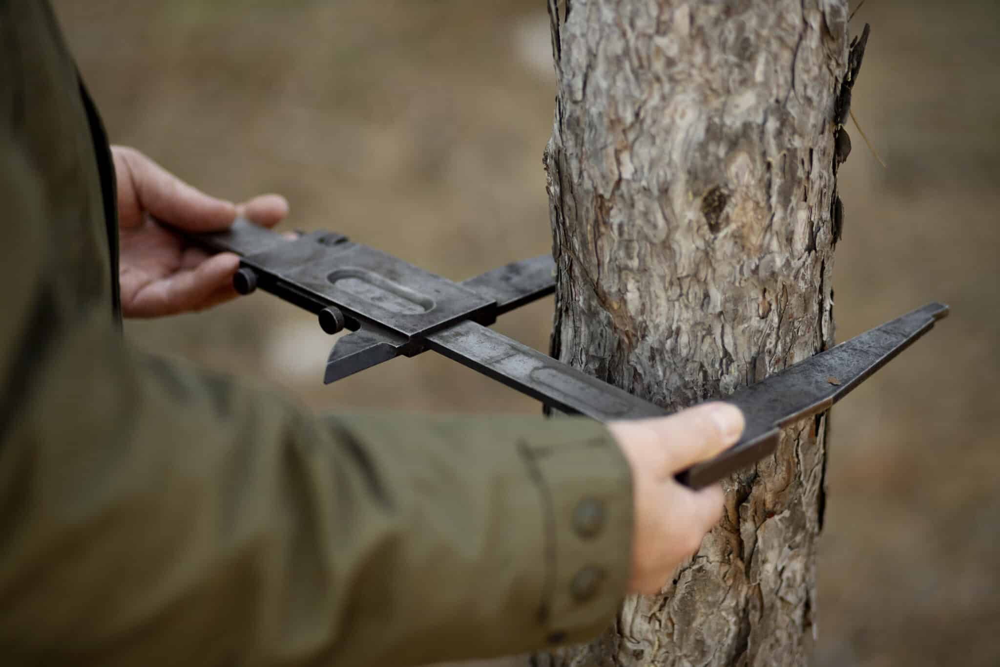 Élagage abattage Vernon - diagnostic d'arbre Longuet Paysage
