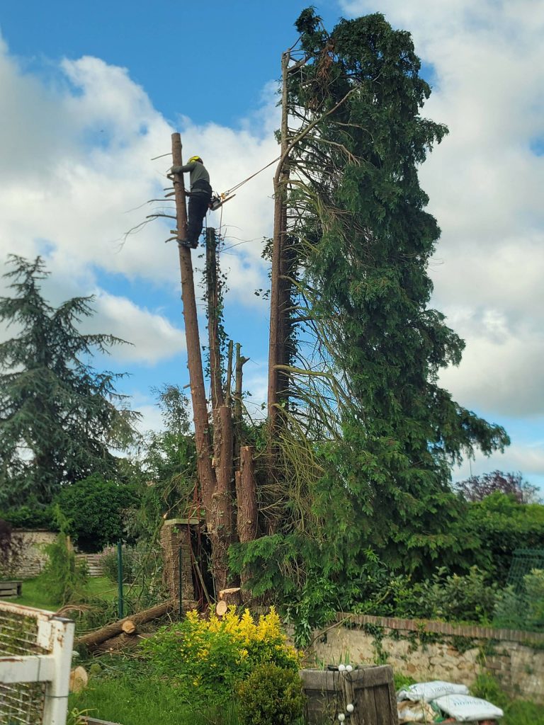Nettoyage d'arbres et élagage à Rouen